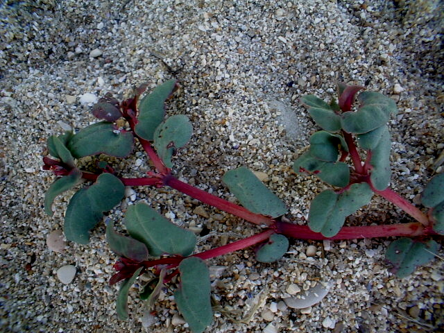 Euphorbia peplis / Euforbia marittima